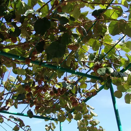 Casa de hóspedes Sobe Bozica Krk Town